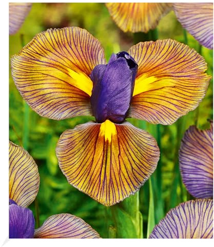 BALDUR Garten 12x Iris 'Eye of the Tiger', Zwiebeln in Größe I, extrem auffällige, elegante Blüten, für effektvolle Beete & Blumensträuße, pflegeleicht, wuchsfreudig, gesund, mehrjährig, Schnittblume