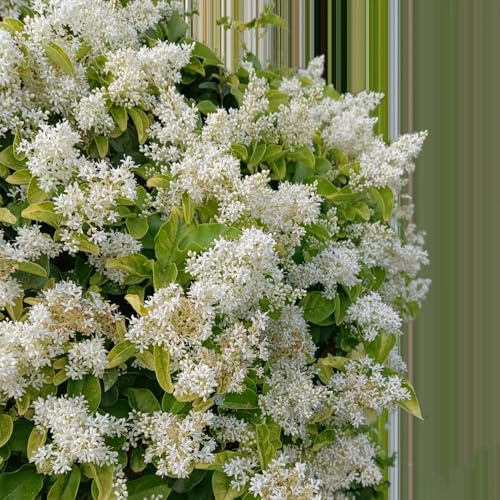 semi di siepe di ligustro verdi, decorazione del giardino esterno decorazione di arbusti di ligustro da interno da balcone, ornamentale resistente 125pcs