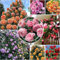 CMBJXL1000 Graines de roses, graines de roses, rosiers grimpants, rosiers à fleurs annuelles, plantes de jardin et d'intérieur