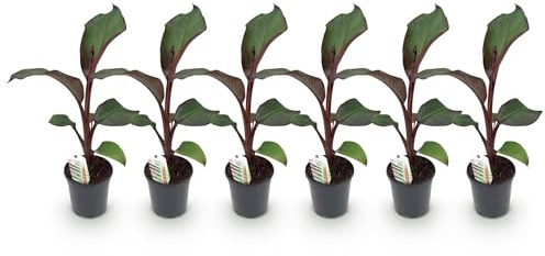 Bananenpflanze Ensete ventricosum Maurelli – Winterhart – 6 Pflanzen – Obstpflanze – Topf Ø17 cm, Höhe ca. 40 cm