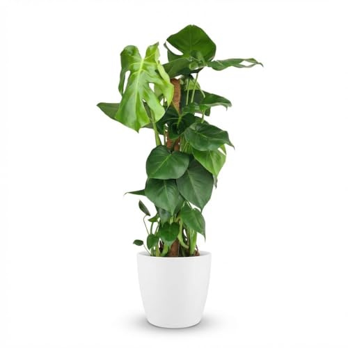 Plante trouée - Vigne moussue Monstera Deliciosa - Verte - Peu d'entretien - avec Potter Blanc - 80-90cm - Ø19cm - Plante d'intérieur - Vert persistant