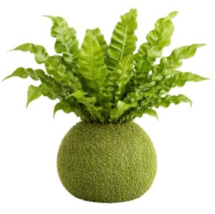 Kokedama Artesanal de Asplenium Crispy Wave Helecho Interior | DECOALIVE