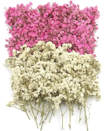 100 Stück Trockenblumen Haarschmuck Getrocknete Blumen Als Trockenblumen Klein Zum Basteln – Hochzeit Deko Mit Trockenblumens Weiss Für DIY Haarschmuck Kerzen Resin & Karten