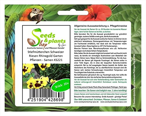 Stk - 20x Stiefmütterchen Schweizer Riesen Rhinegold Garten Pflanzen - Samen KS221 - Seeds & Plants Shop by Ipsa