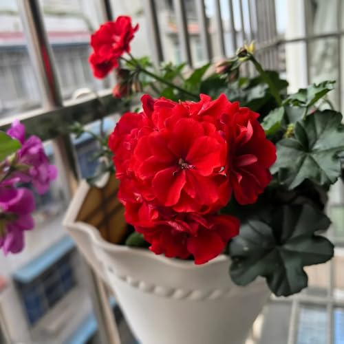 semillas de geranio resistente, pelargonio de cortadas de para bancales elevados resistentes al aire libre de perennes 25pcs