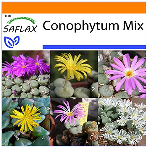 SAFLAX - Garden in the Bag - Sukkulenten - Blühende Steine/Conophytum Mix - 40 Samen - Mit Anzuchtsubstrat im praktischen, selbst aufstellenden Beutel - Conophytum Mix