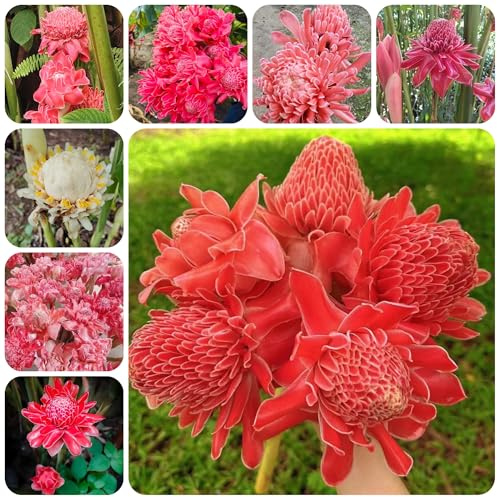 etlingera elatior, schnittblumen wildblumen balkonblumen frühlingsblume, zierblumen blumendeko balkon winterharte 40samen