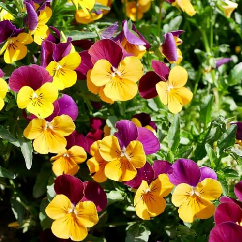 pensamientos, semillas de pensamiento de interior rara Decoraciones otoñales un jardín resistente ornamentales lugares soleados oficina hoja 350semillas