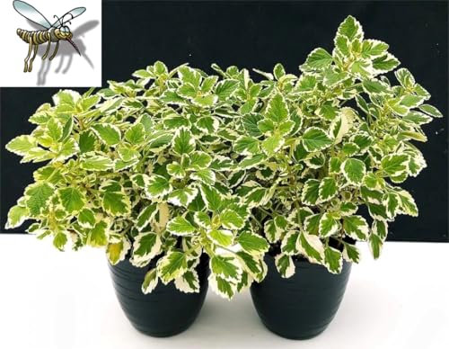 POWERS TO FLOWERS - INCENSO, PLECTRANTHUS IN VASO 14cm, 2 PIANTE, piante vere