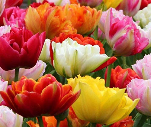 100 X Tulipani Doppi - Tulipa Double Mix - Tulipani Doppi Misti Ø 12/+ (100)