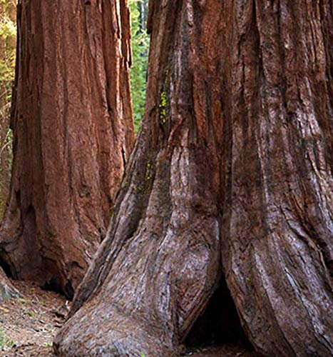 L'alta Mondo 20 Sequoia Sempervirens Semini Sementi Albero +:Seeds