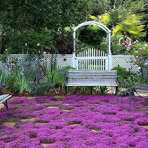 graines de thym rampant couvre-sol parfumé Paquet de 100 graines