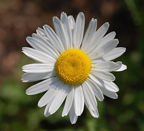 WIESEN - MARGERITE Leucanthemum vulgare 100+ Samen mehrjährige Heilpflanze E 380