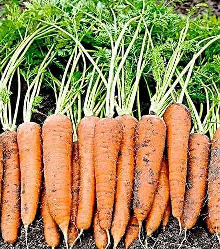 Möhren Samen Rote Riesen 2, bis 24cm lang, lange lagerfähig (1000 Samen)
