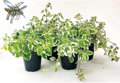POWERS TO FLOWERS - INCENSO, PLECTRANTHUS IN VASO 14cm, 4 PIANTE, piante vere