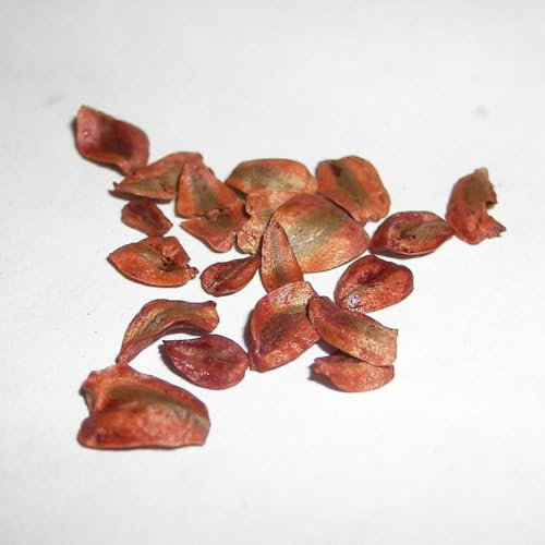 Coast Redwood Seeds | Sequoia sempervirens Tree Seeds - Trusted UK Stock, 20 Seeds