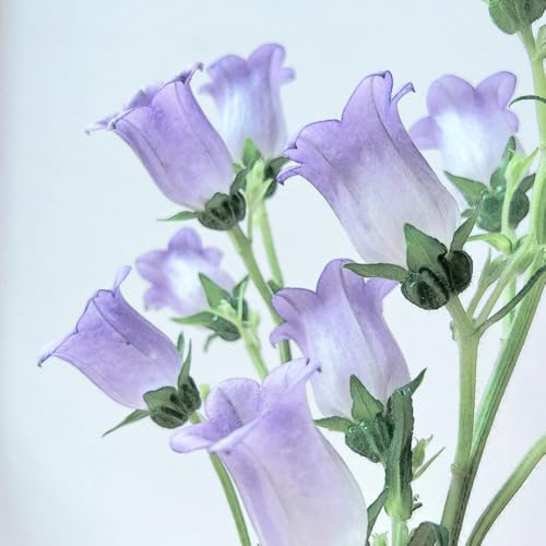 semi di campanula campanula - ornamentali decorazione selvatici da balcone to perenni da balcone 600pcs