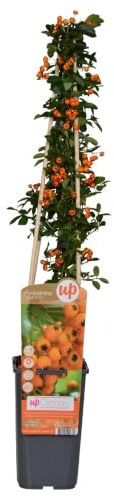 Feuerdorn Pyracantha 'Soleil d’Or' Staude Ø15 cm 65 cm | immergrüner Strauch mit gelben Beeren, winterhart und vogelfreundlich, für Beet und Kübel, bienenfreundlich