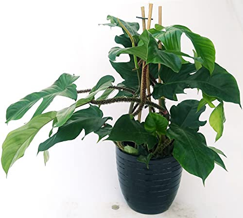 POWERS TO FLOWERS - PHILODENDRON, PHYLODENDRON, MONSTERA SQUAMIFERUM XXL, IN VASO CERAMICA NERO A RIGHE, VASO 20CM, pianta vera