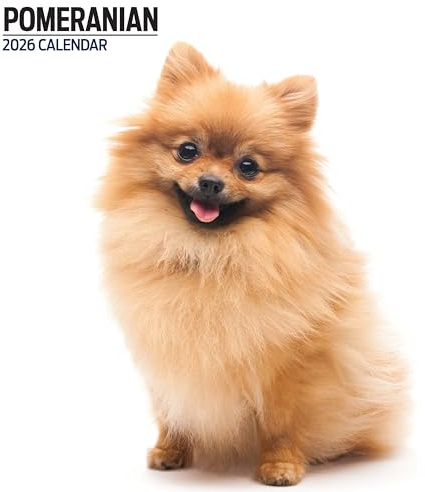 Pomeranian 2026 Modern kalender