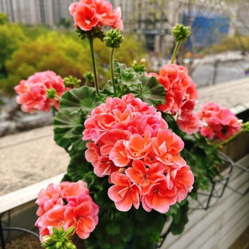 semi di geranio - selvatici perenni giardino roccioso resistenti appartamento 10pcs