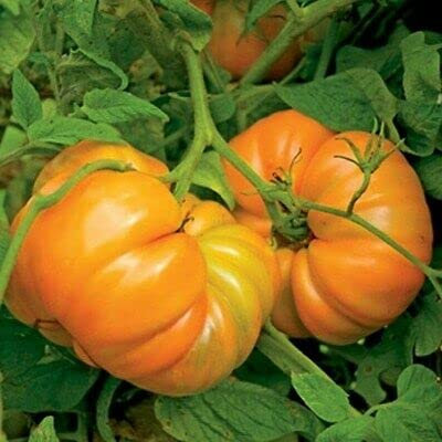 Vision4ever 40 Seeds Kellogg's Breakfast Tomato Seeds Easy to Grow Your Own Tomato
