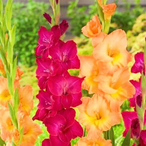 Gladiolus Bulbs Rare Gladiolus Best Decoration Wedding Flowers/Cut Flowers/Plant Bulbs-5bulbs-d
