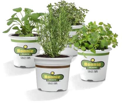 Pack Romero + Orégano + Salvia + Tomillo Limón Maceta 10cm Plantas para Cocinar