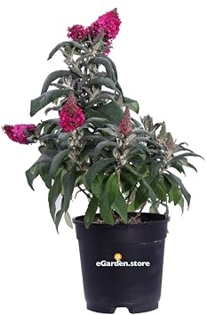 Pianta di Buddleja Davidii Albero delle Farfalle pianta ornamentale da esterno pianta vera da fiore vari colori venduta da eGarden.store (Buddleja Davidii Butterfly Candy Fucsia)