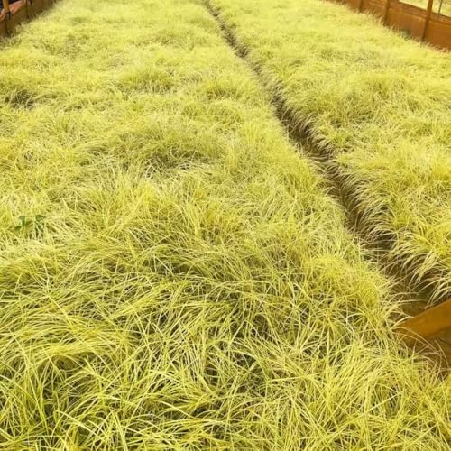 Carex oshimensis evergold winterharte ziergräser für kübel sichtschutz winterfeste immergrüne sträucher winterhart steingartenpflanzen herbst deko winterharte kübelpflanzen seltene 200samen
