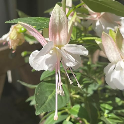 Fuchsiensamen Fuchsien - hängepflanzen schnittblumen kräutersamen wildblumen balkonblumen kräutergarten frühblüher topfpflanzen draußen winterhart kletterpflanzen winterhart 150samen
