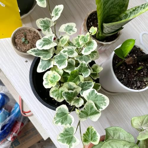 semillas de hiedra, de decoración sala estar jardín Variedades antiguas y resistentes invernaderos balcón rocas 225pcs