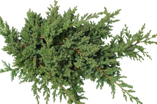 Couvre-sol Genévrier nain Juniperus procumbens Nana 15-20 cm résistant à l'hiver