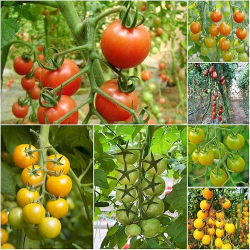 kirschtomaten tomaten tomatensamen tomate obstpflanzen mini tomaten cherrytomate tomatenpflanzen gemüsesamen topfpflanzen balkontomaten 80samen