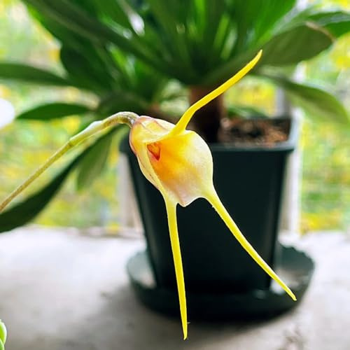 semi di orchidea scimmia, Dracula simia, estremamente resistenti da esterno per balcone da giardino roccioso 120pcs