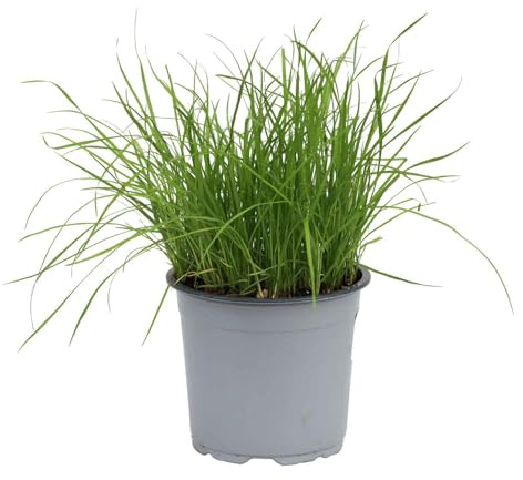 Hierba Gatera en Maceta – Planta Viva – Cyperus para Mascotas Felices