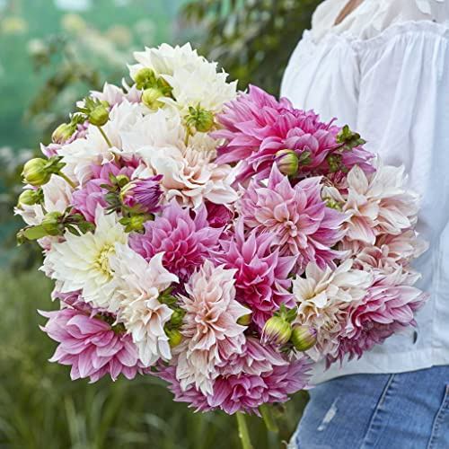 Eden Brothers Dahlia Bulbs - Cafe Au Lait Mix, Non-GMO Bulbs for Planting, 5 Bulbs | Low-Maintenance Flower Bulbs, Plant During Spring, Zones 8, 9, 10, 11