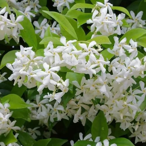 1pcs sternjasminpflanzen - jasminpflanze gartenpflanzen 20-30cm - Einfach zu Pflegen