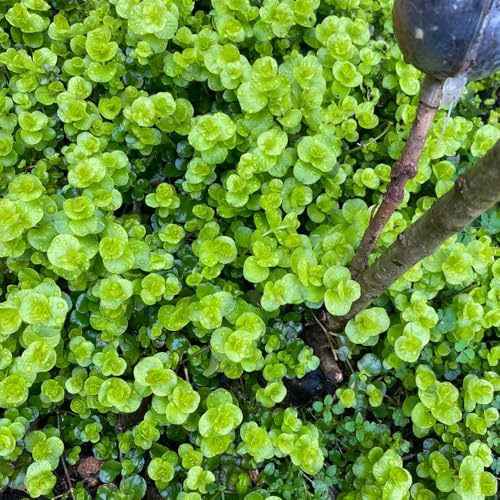 pfennigkraut - kräutersamen winterharte garten pfennigkraut, mehrjährig hochbeet balkon heilkräuter garten 120samen