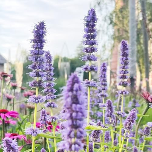 semi di ortica profumati, esotiche giardino rialzata copertura 550pcs