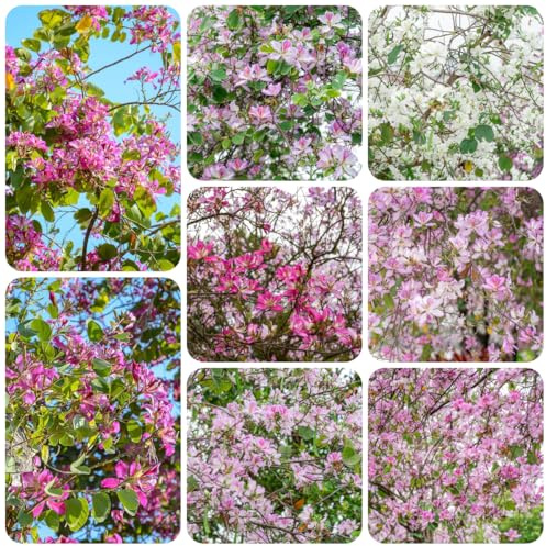 semi resistenti di orchidea - aiuole rialzate giardino perenni, 300pcs