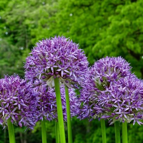 Semillas de Allium giganteum, semillas de cobertura del suelo Semillas de puerro gigante, de exterior resistentes jardín silvestres 120pcs