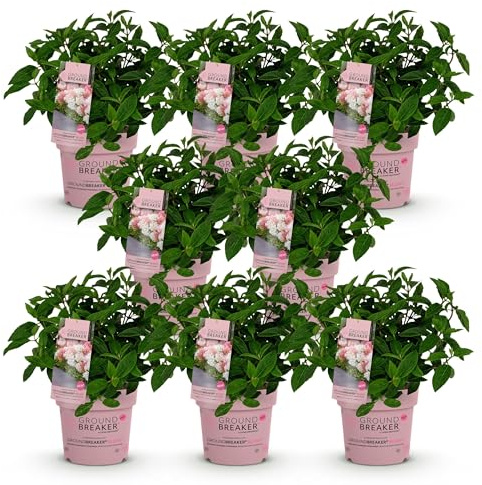 Green boutiQ - Plante de jardin - Hydrangea panniculata Groundbreaker Blush - Hortensia en panicule - Rustique - Rose - 8 Plantes - Pot 14cm - Hauteur 20-25cm