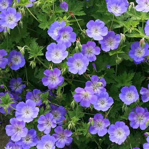 geranio, recisi da balcone Vecchie varietà resistenti da appartamento esotiche decorazioni giardino per esterni in vaso tappezzanti 20semi