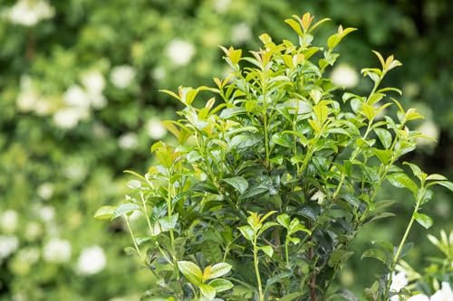 Prunus laurocerasus 'Green Torch' 40–60 cm – Immergrün, Winterhart, Pflegeleicht – Kirschlorbeer – Heckenpflanze für Garten & Sichtschutz