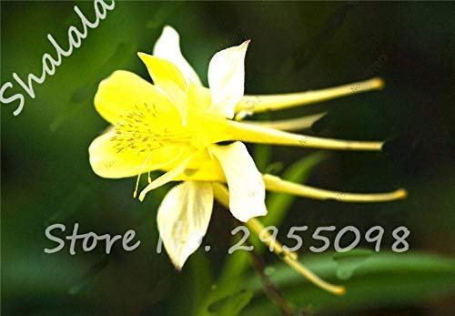 3,28 Förderung 20 Teile/paket Gelb Aquilegia Hardy Mehrjährige Blumensamen Schatten Blumentöpfe Pflanzgefäße Hausgarten Melissa Sementes