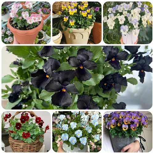 semi di viola cornuta perenne da ombra, balcone, viola cornuta, perenni resistenti da giardino roccioso resistenti, decorativi 100pcs