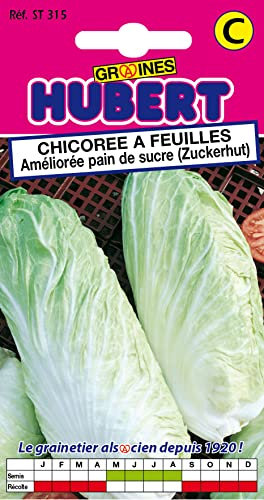 Graines de Chicorée à Feuilles Améliorée pain de sucre - 3 grammes