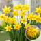 Plant in a Box - Narcissus Tête-à-Tête x50 - Bulbos de narciso - Bulbos de flores perennes resistentes al invierno para el jardín, la terraza o el balcón