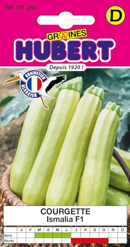 Graines de Courgette Vert-clair Strié Ismalia F1